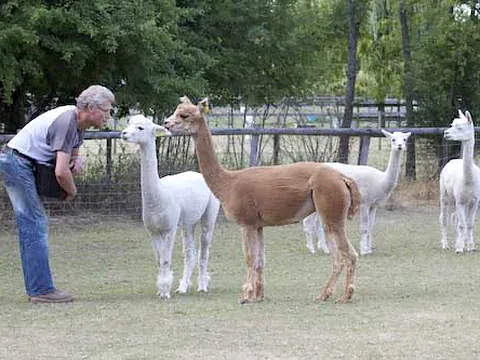 Alpacas in a grassy paddock with a handler